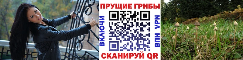 Галлюциногенные грибы Cubensis  купить  сайты  Оренбург 